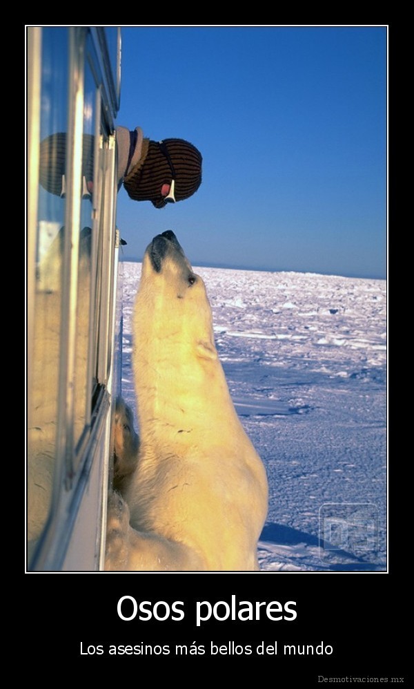 superlativo_Osos-polares-Los-asesinos-ms-bellos-del-mundo