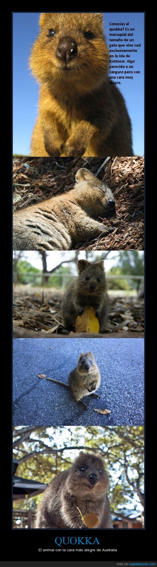 comp_quokka