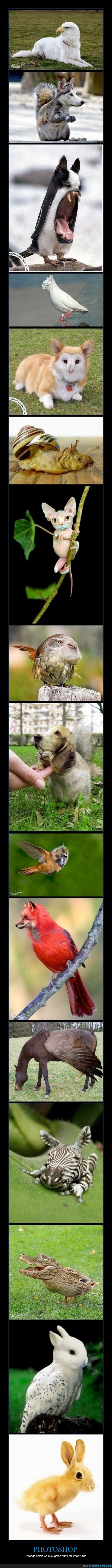 nombrar los animales_photoshop