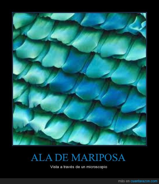 ala_de_mariposa