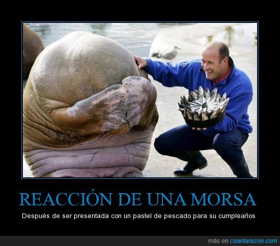reaccion_de_una_morsa