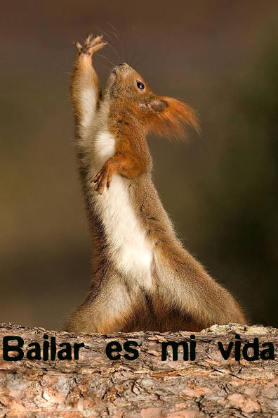 bailar es mi vida