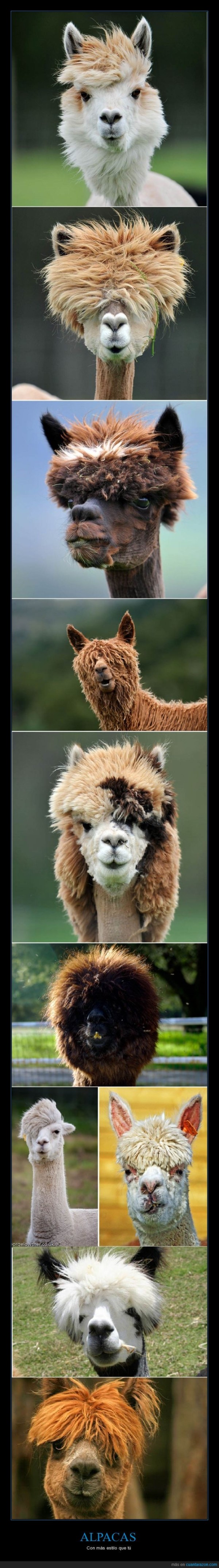 Alpacas con más estilo que tú. Comparaciones