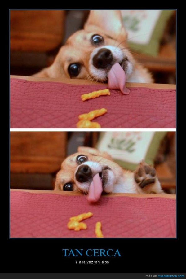 humor,morder,comida,perro,comer,lejos,cerca