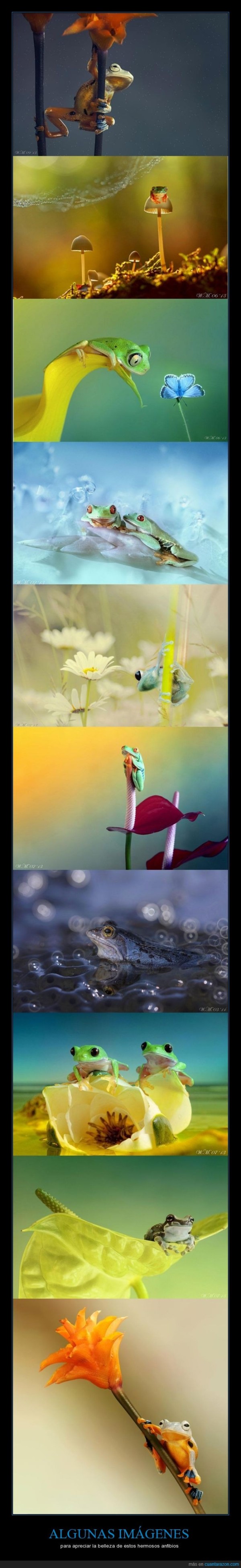 para apreciar la belleza