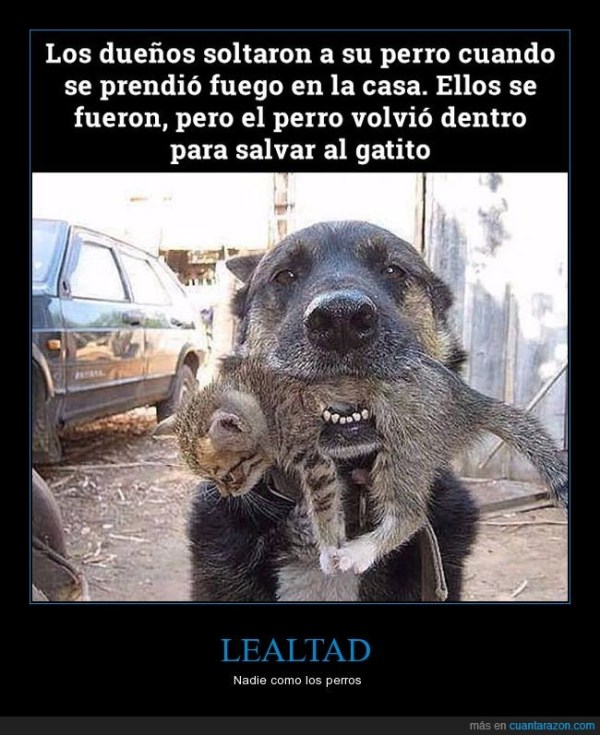 lealtad. perro
