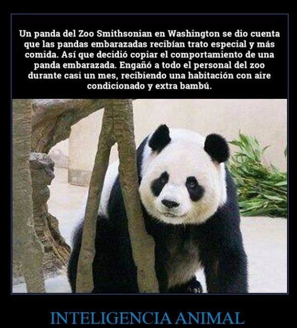 Panda inteligente