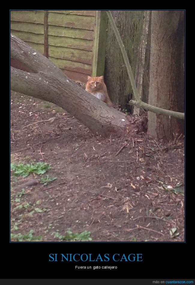si nicolas_cage_fuera_gato_callejero