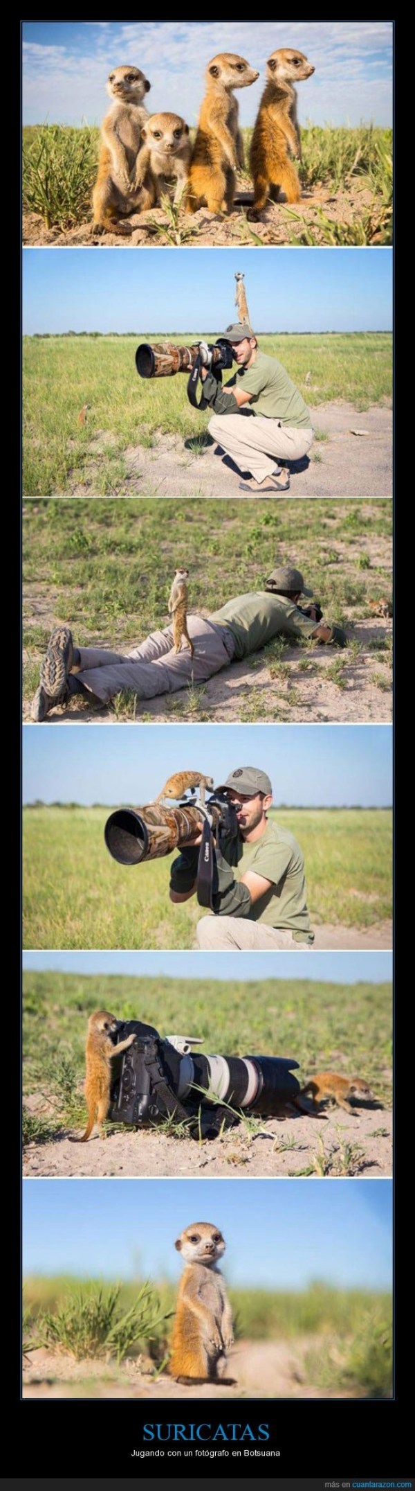 suricatas