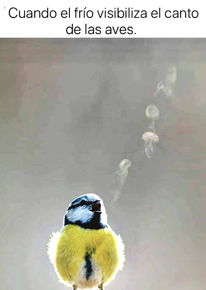 cuando el frío visibiliza el canto de las aves