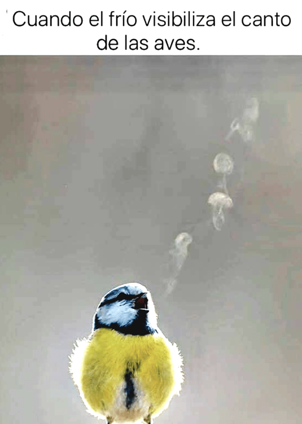 cuando el frío visibiliza el canto de las aves