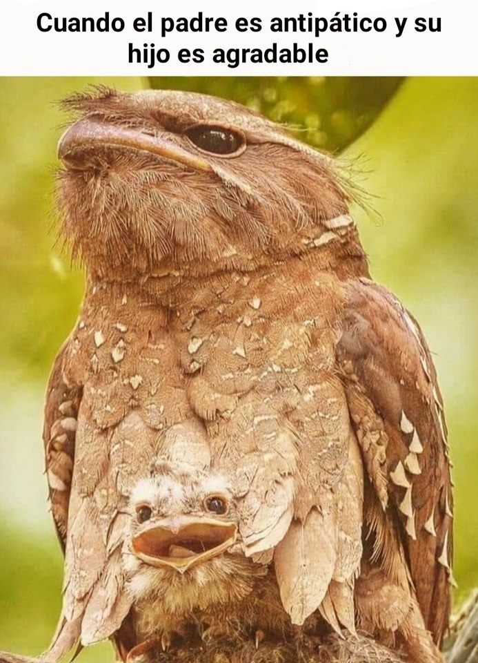 cuando el padre es antipático